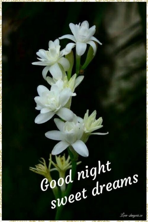 good night sweet dreams images
