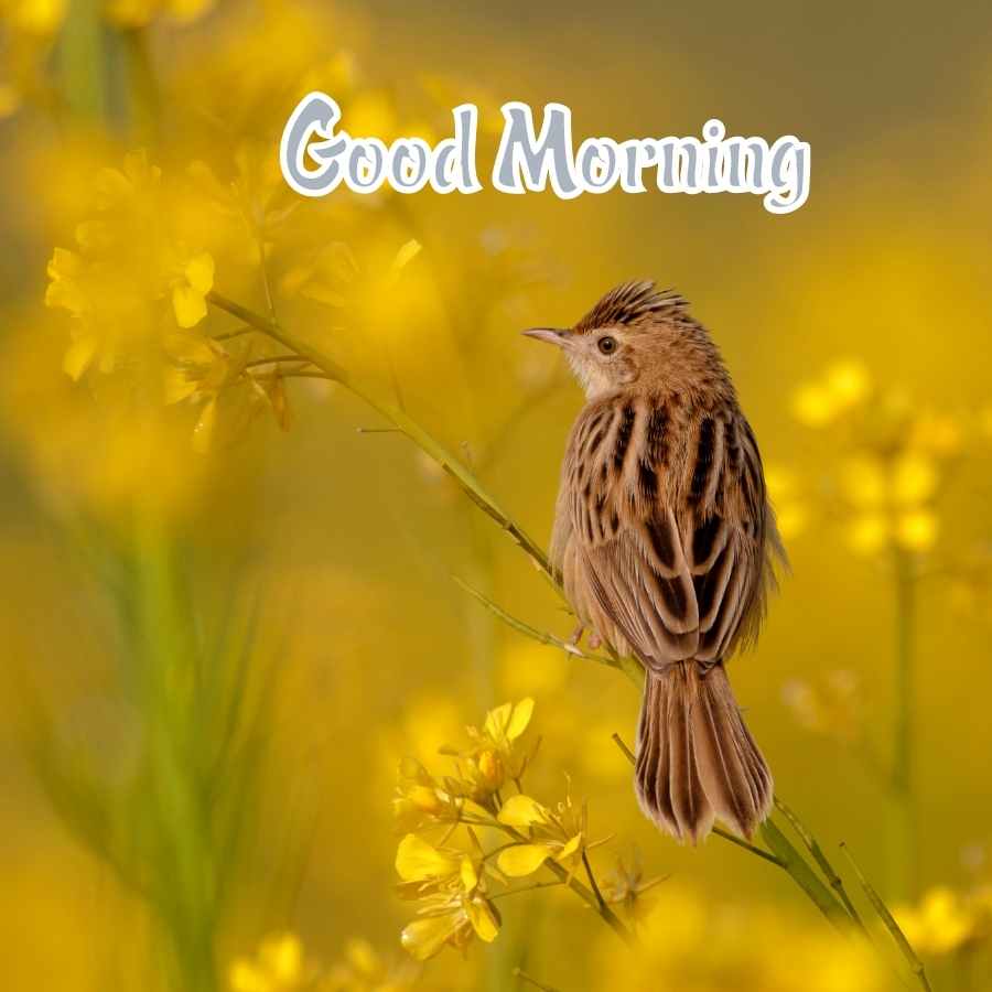 good morning bird images 