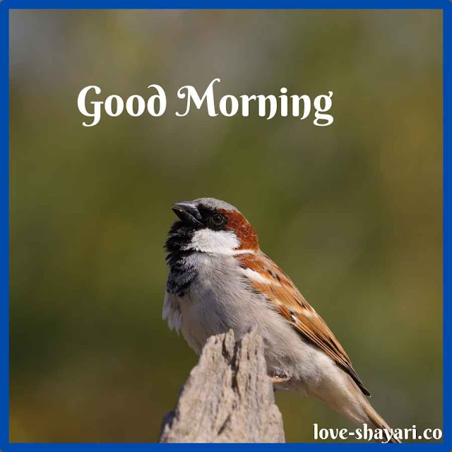 good morning bird images