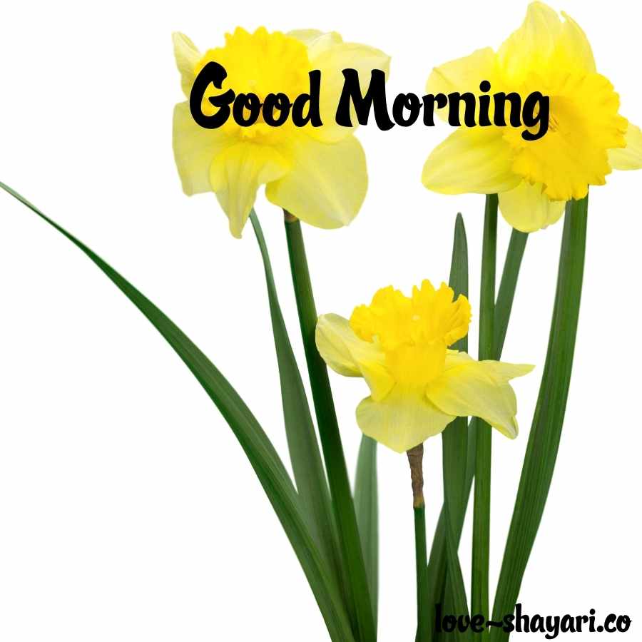 good morning images hd flowers
