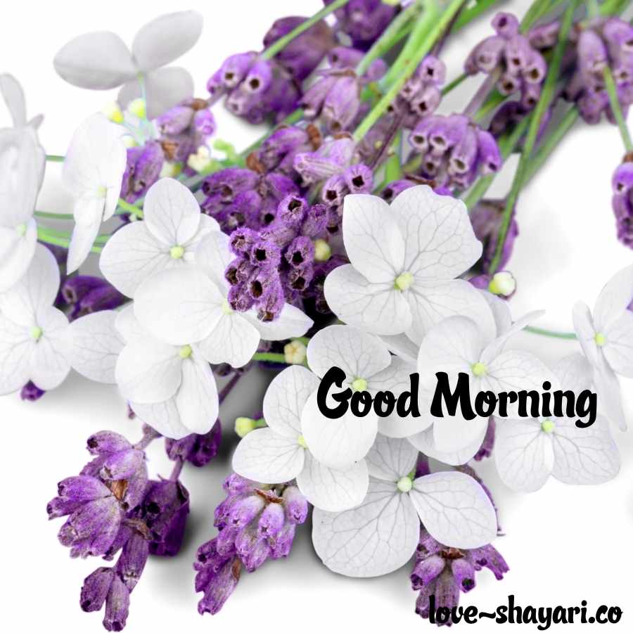 good morning hd flower images