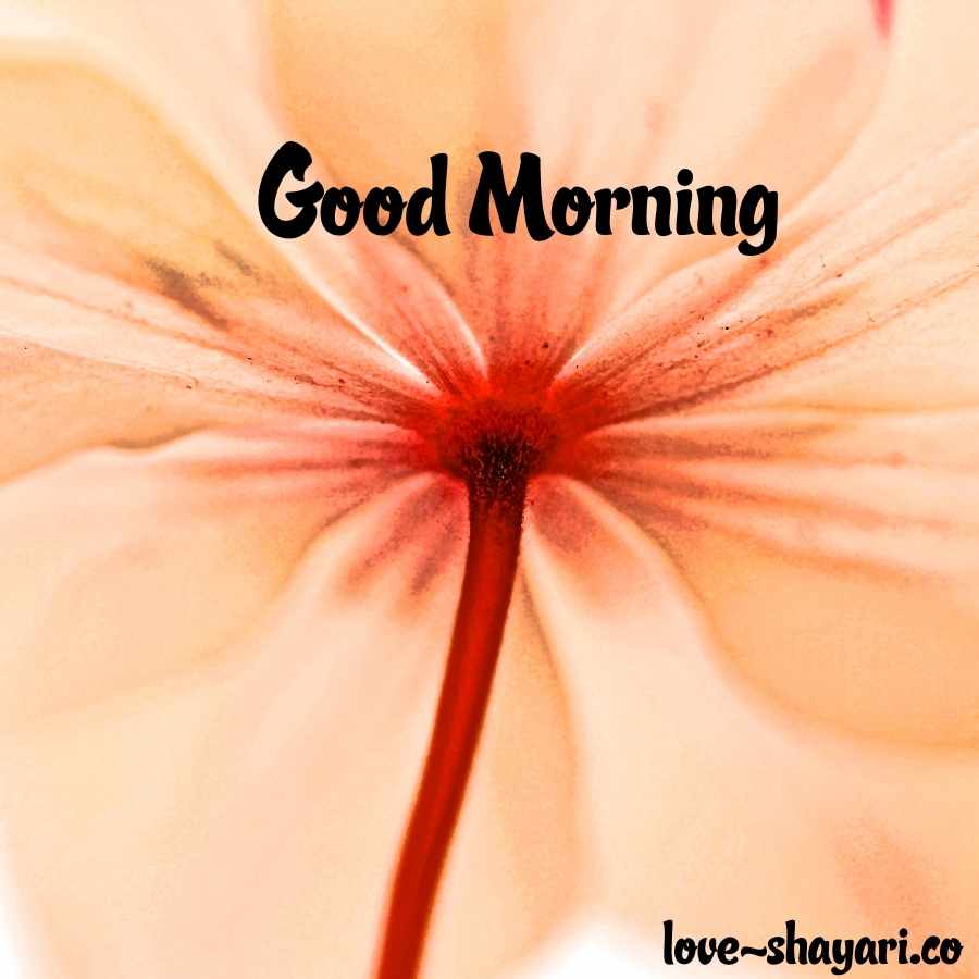 good morning flowers image