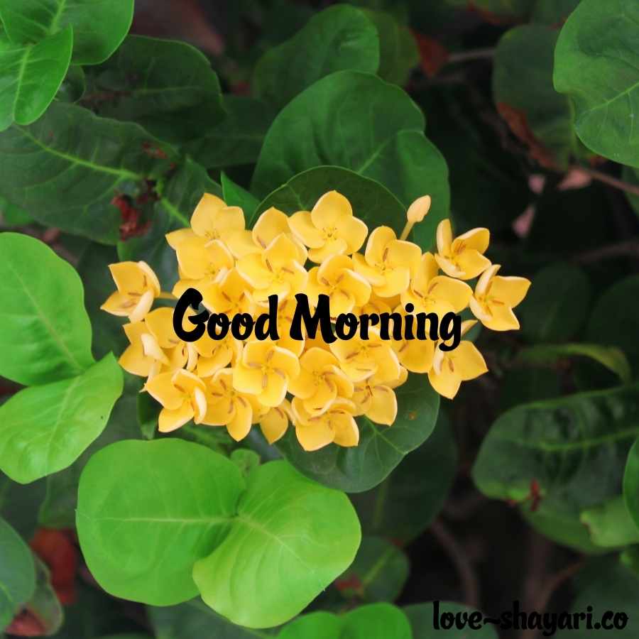 good morning with flowers