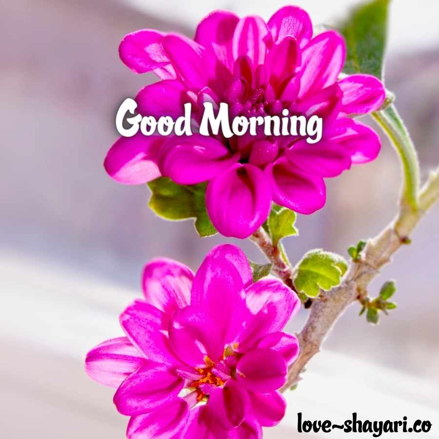 180+ Beautiful Good Morning Flowers Images