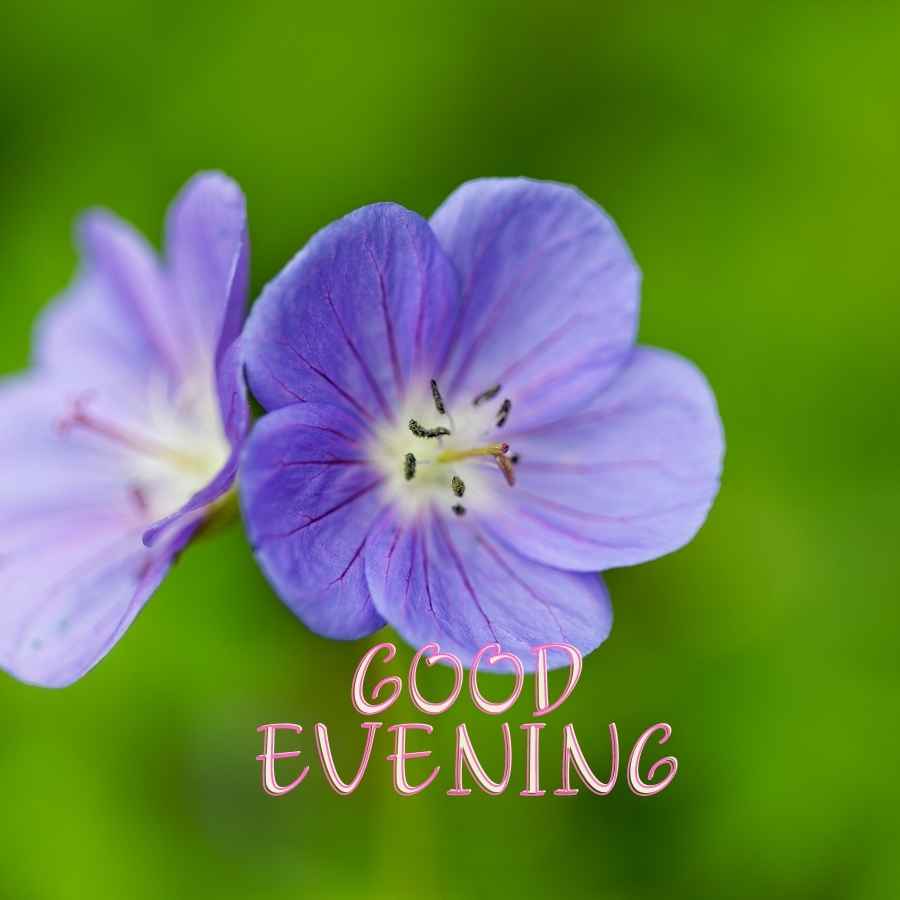 good evening imeges