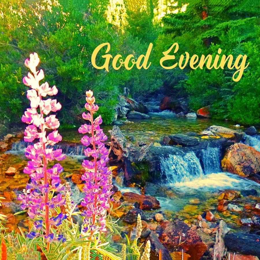 good evening flower images