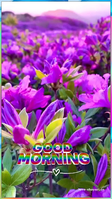 flowers good morning images hd