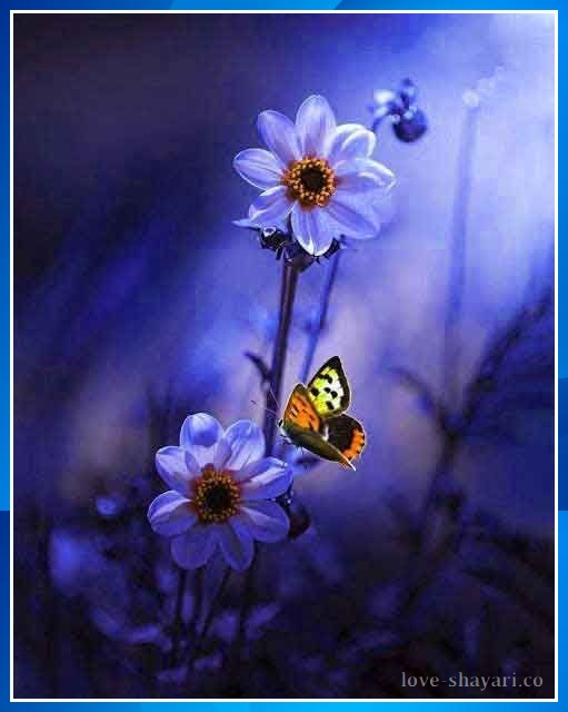 nature whatsapp dp flowers with butterfly	
