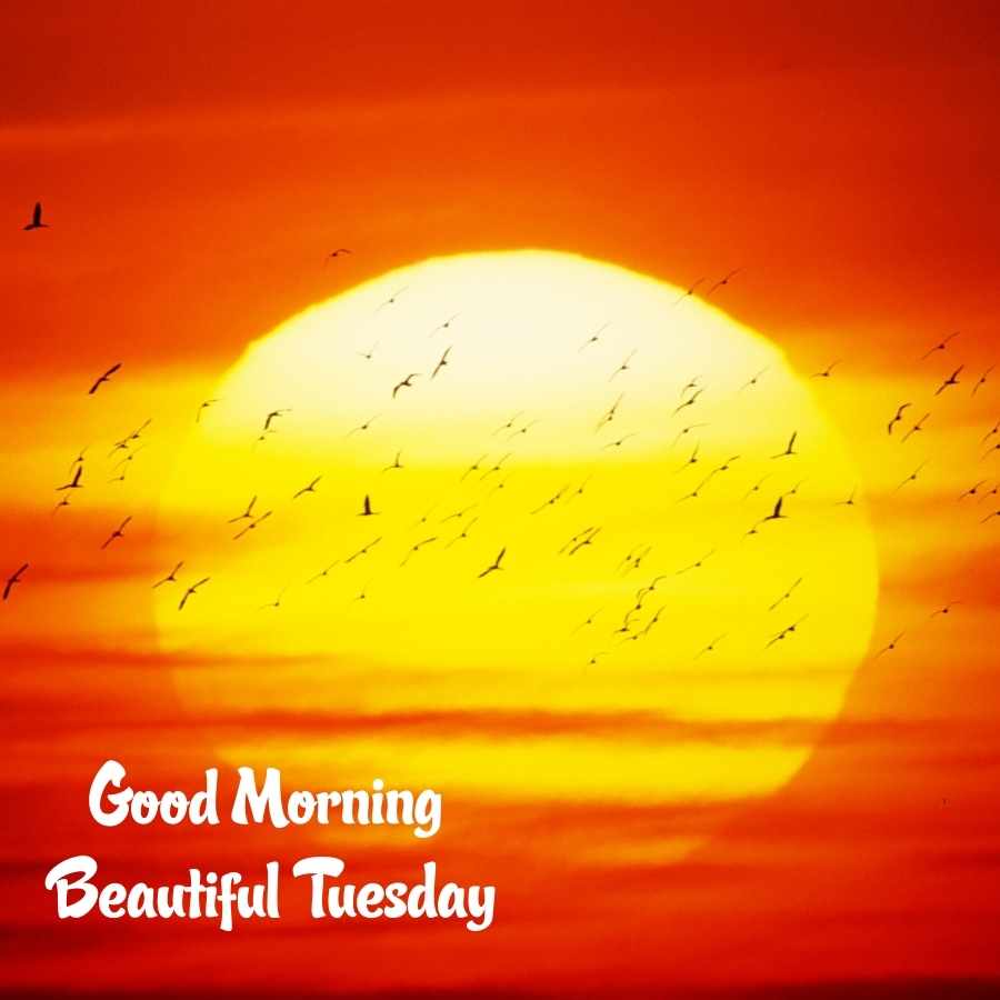 good morning tuesday pictures