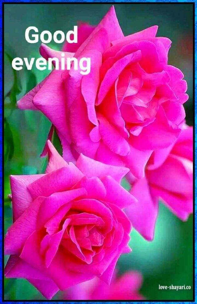 good evening with pink rose