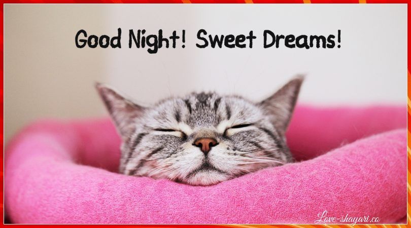 Good night sweet dreams sleeping cat