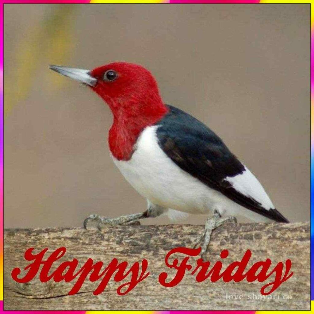 happy friday with colorful bird