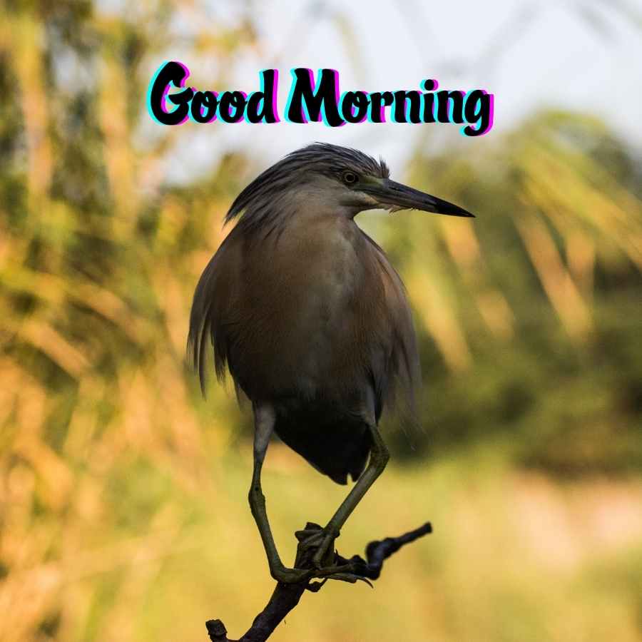 good morning hubby images