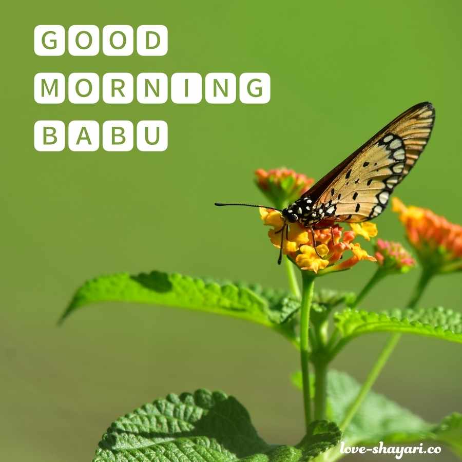 lovely good morning images for babu
