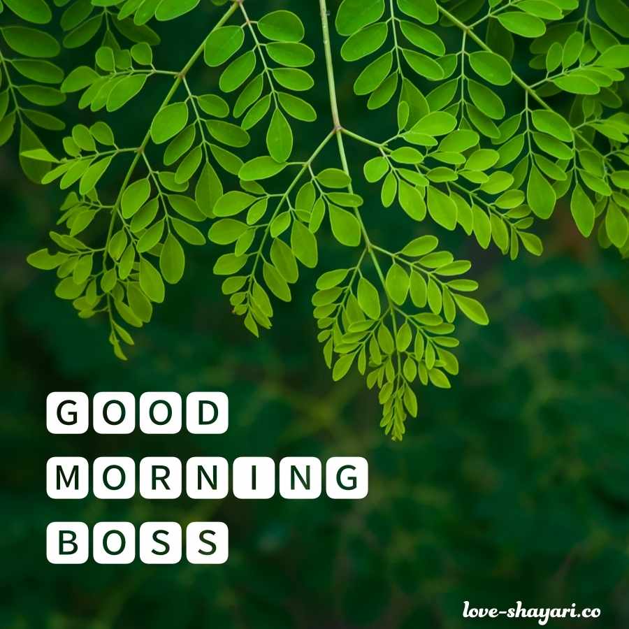 good morning monday to boss