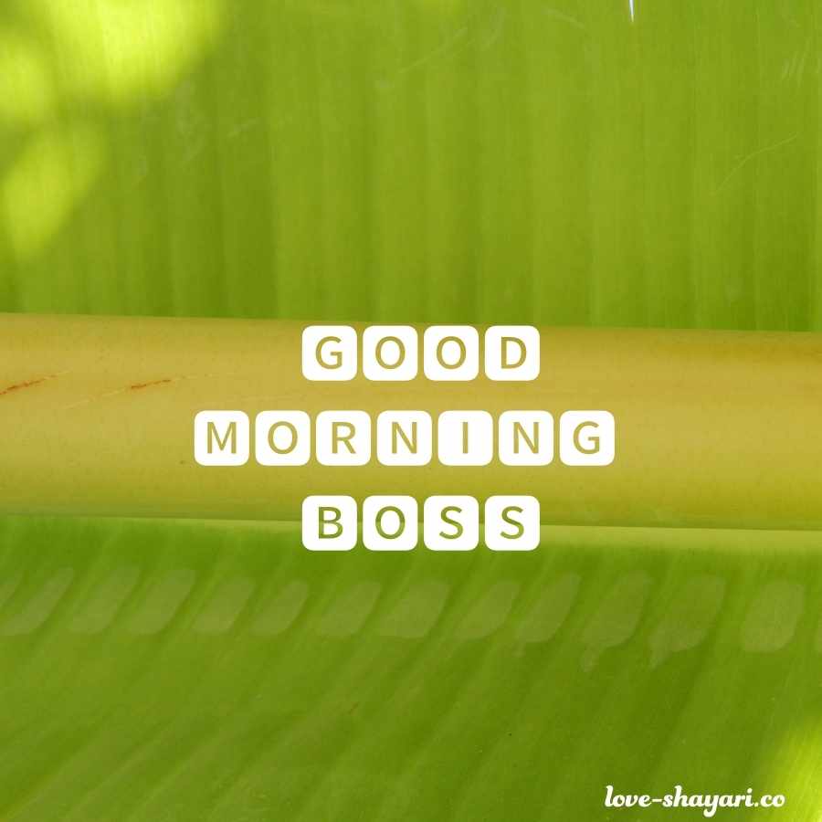 good morning boss pictures
