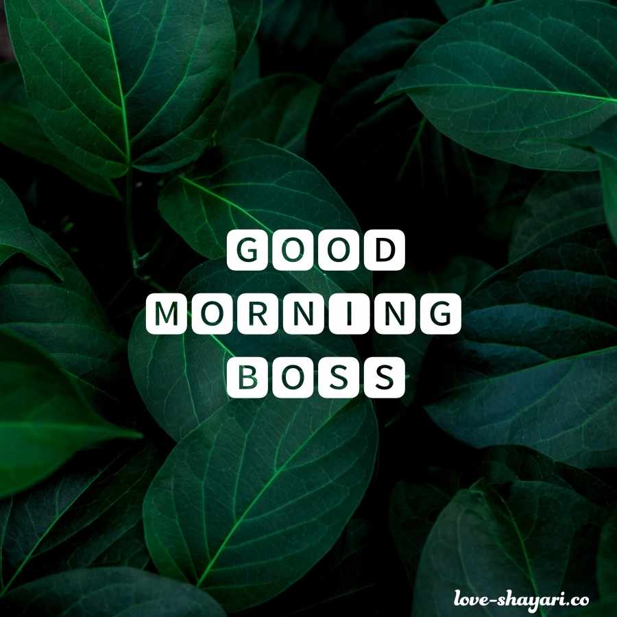 boss ko good morning