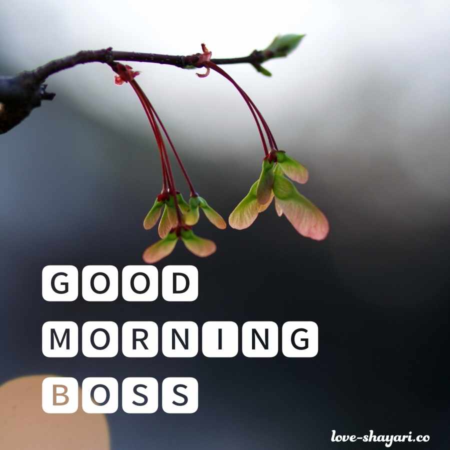 good morning positive image to boss