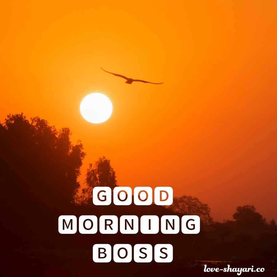 good morning boss im