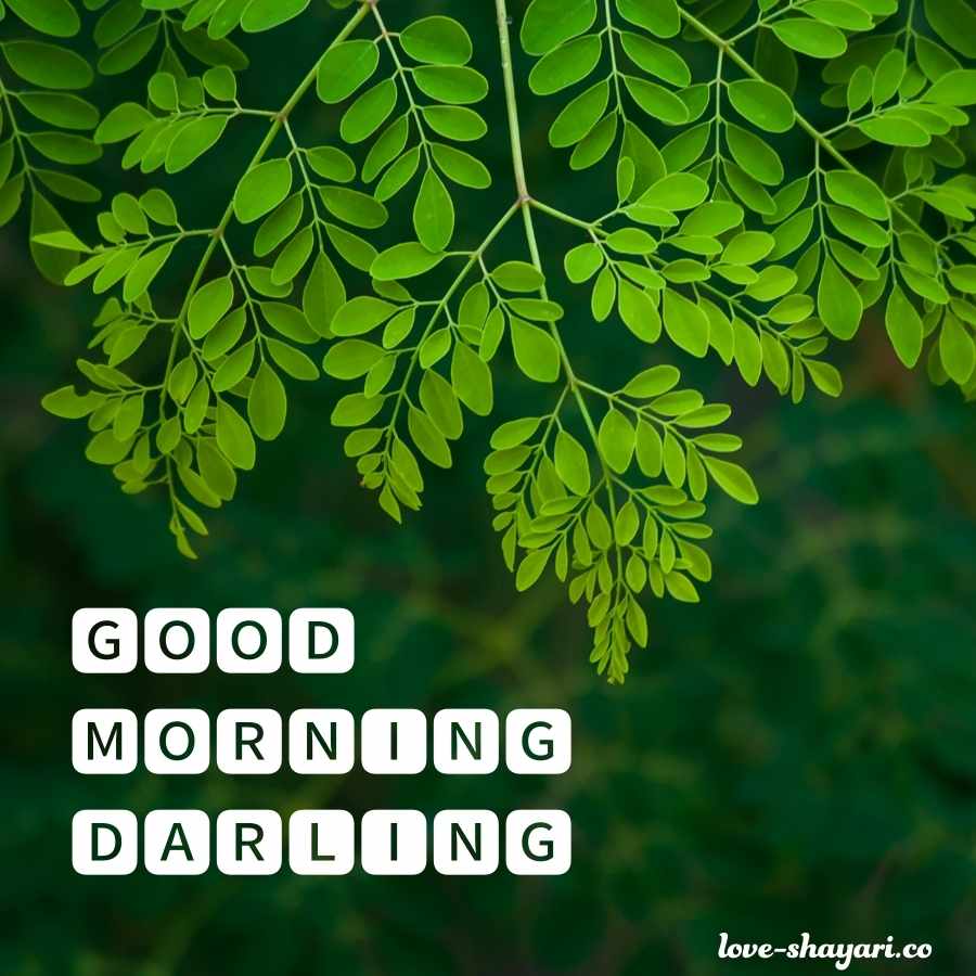 good morning to darling