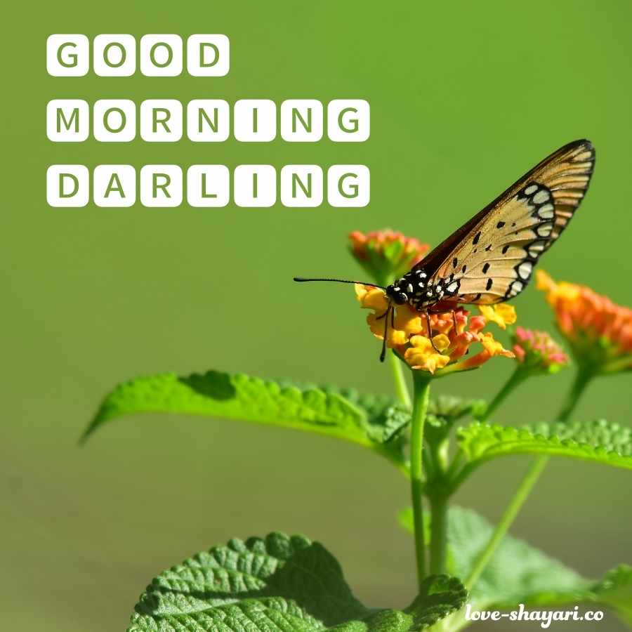 good morning my darling