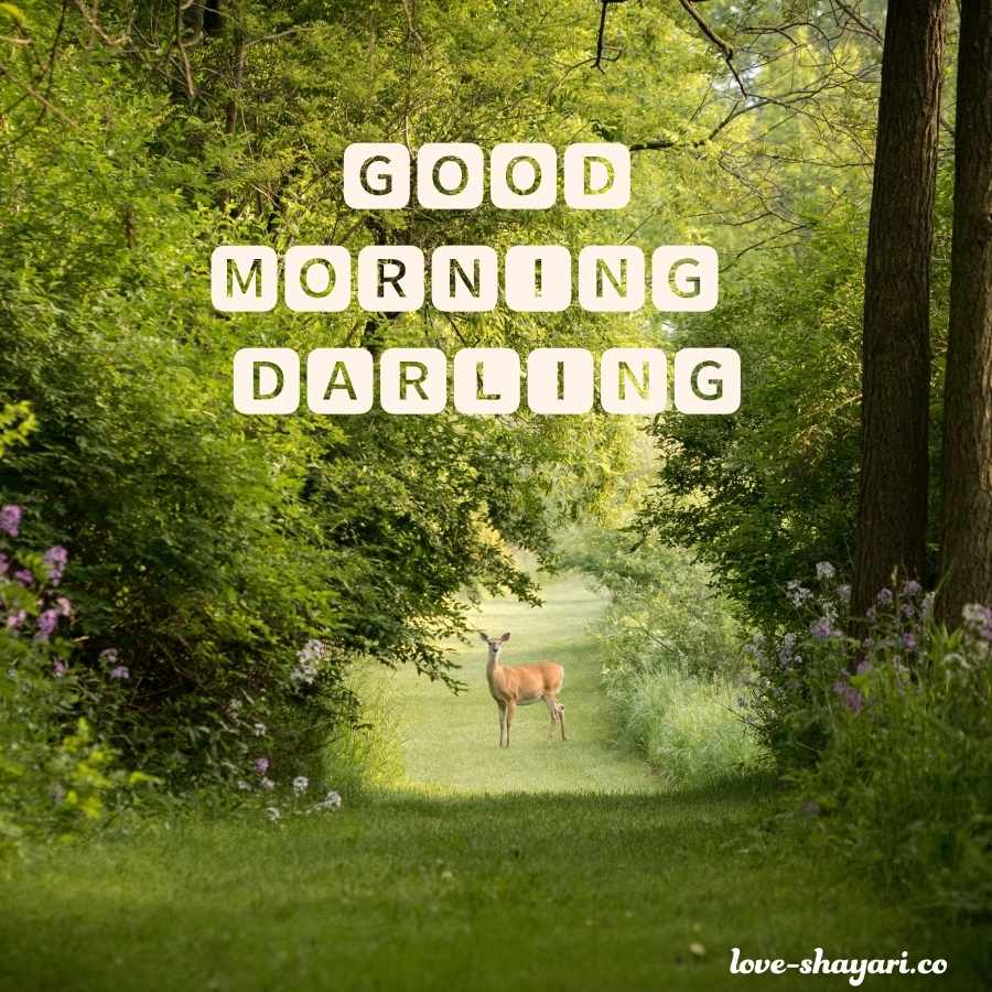 good morning darling images