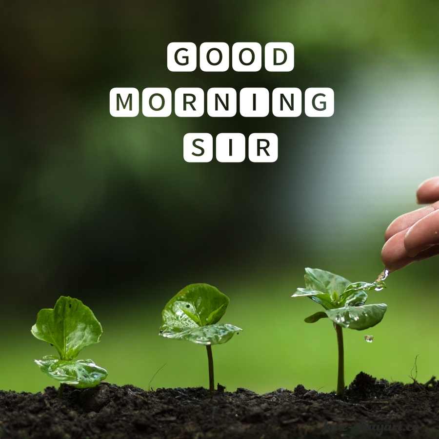 good morning sms for sir