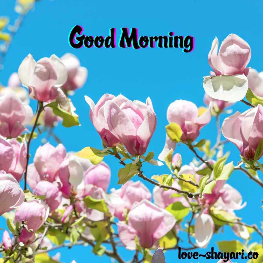 very beautiful good morning images