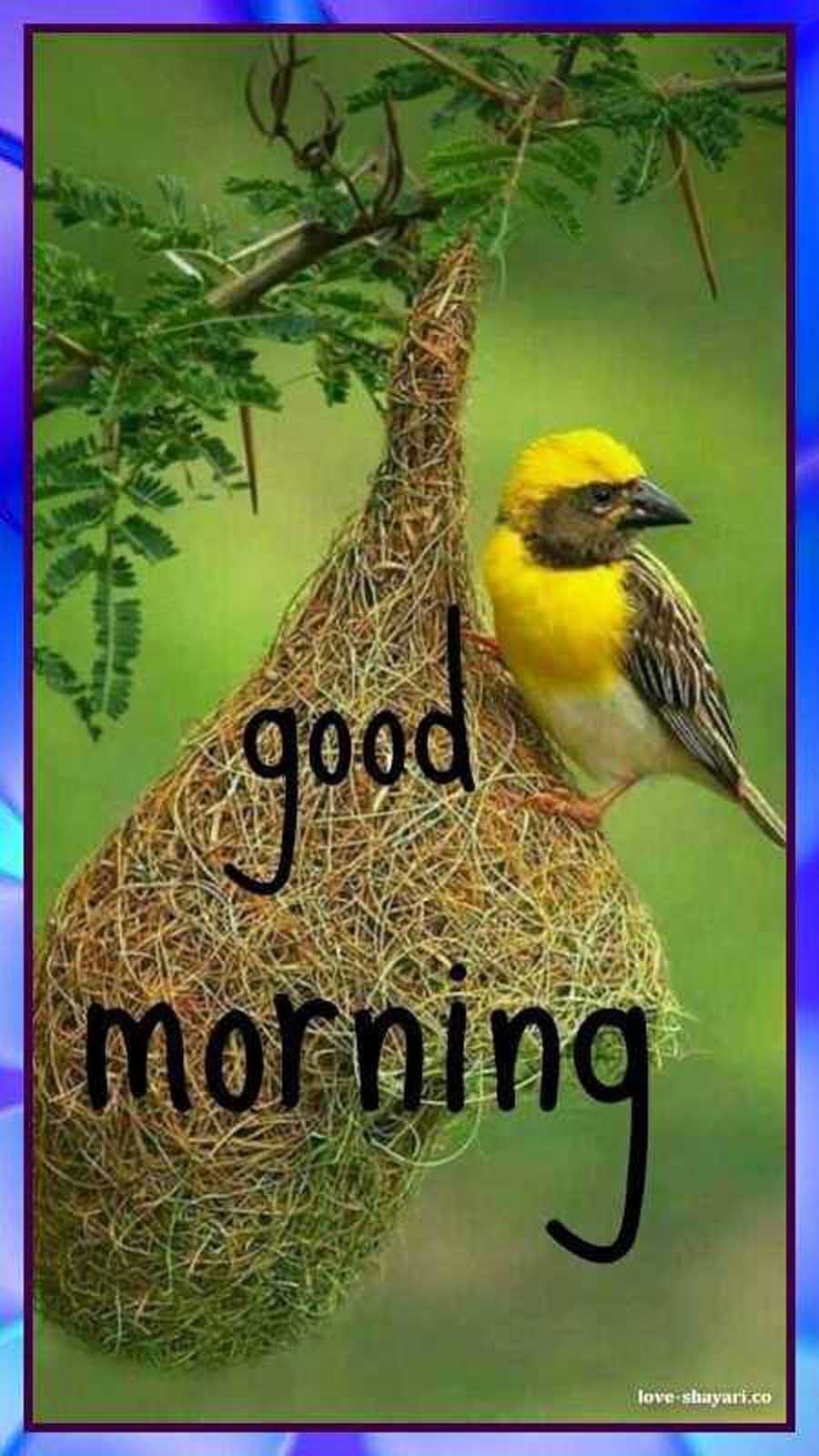beautiful good morning pictures